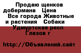 Продаю щенков добермана › Цена ­ 45 000 - Все города Животные и растения » Собаки   . Удмуртская респ.,Глазов г.